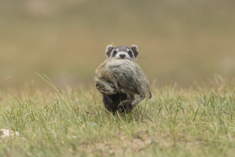 Wildlife in Xinjiang - DSC4512 拷贝